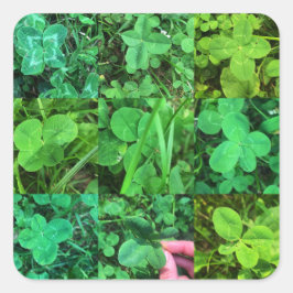 Four Leaf Colvers - Trèfles à quatre feuilles スクエアシール