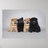 Four little Chow chow puppies ポスター (正面)