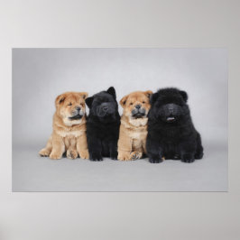 Four little Chow chow puppies ポスター