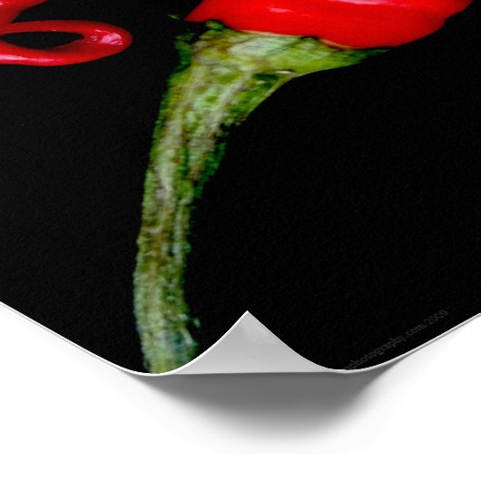 Four Red Chilies wapcn ポスター (角)