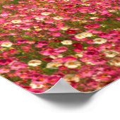 Fouriesburg Districtコスモスの花のフィールド ポスター (角)