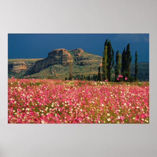 Fouriesburg Districtコスモスの花のフィールド ポスター (正面)