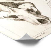 Fox and Hyena Skulls Veterinary Anatomy Print ポスター (角)