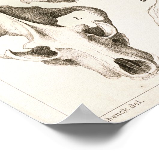 Fox and Hyena Skulls Veterinary Anatomy Print ポスター (角)