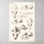 Fox and Hyena Skulls Veterinary Anatomy Print ポスター (正面)