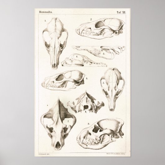 Fox and Hyena Skulls Veterinary Anatomy Print ポスター (正面)
