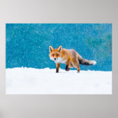 Fox in winter. Red fox, Vulpes vulpes, sniffs abou ポスター (正面)