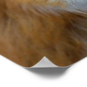 Fox Profile ポスター (角)