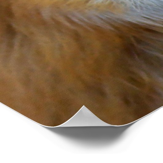 Fox Profile ポスター (角)