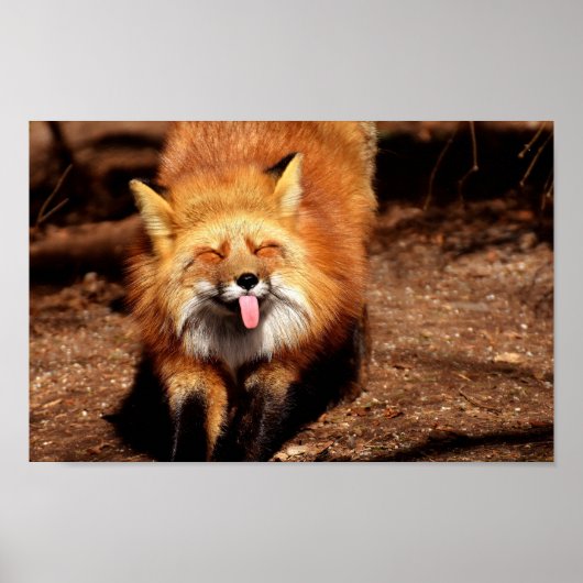 Fox Sticking It's Tongue Out ポスター (正面)
