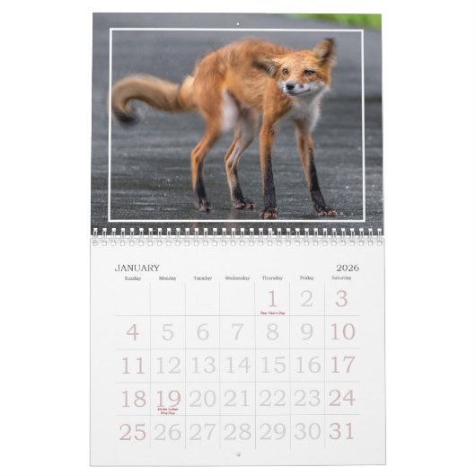Foxes Are Fun Calendar カレンダー (1月 2026)
