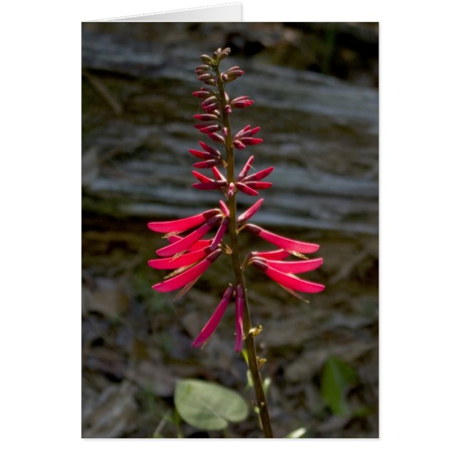 Foxfireの花 (正面)