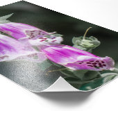 Foxgloveの花 フォトプリント (角)