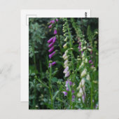 Foxgloveはがき ポストカード (正面/裏面)