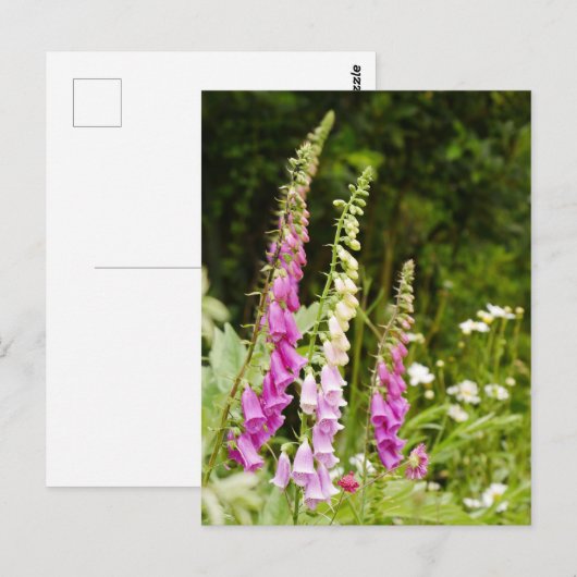 Foxgloveはがき  ポストカード (正面/裏面)