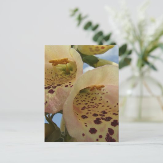 Foxgloveはがき ポストカード (スタンド正面)