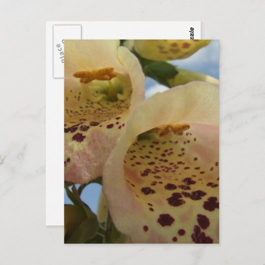 Foxgloveはがき ポストカード (正面/裏面)