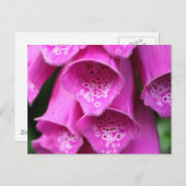 Foxglove植物はがき ポストカード (正面/裏面)