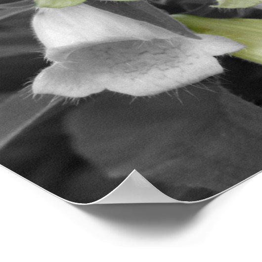 Foxglove花の部分色 ポスター (角)