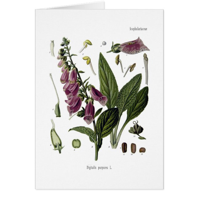 Foxglove (正面)