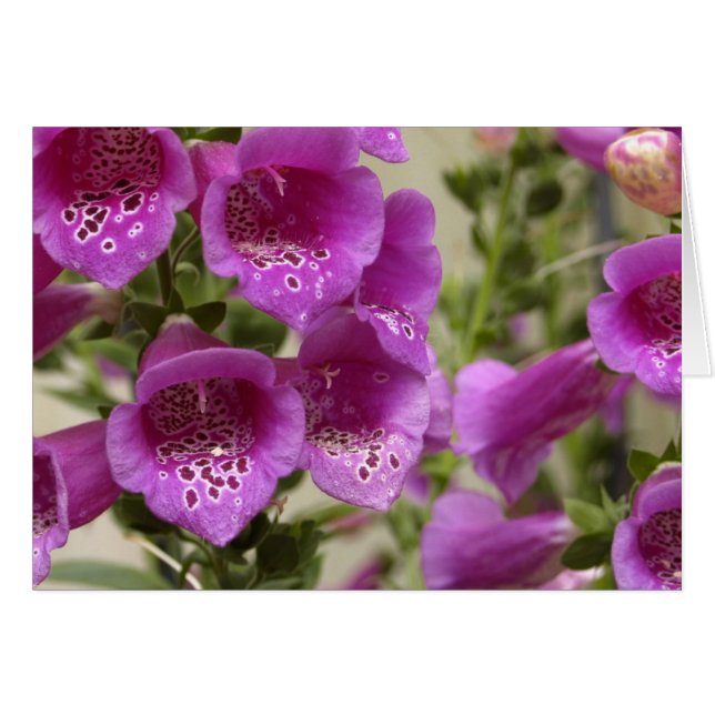Foxglove (正面横)