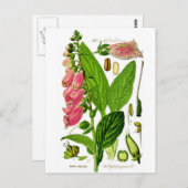 Foxglove (Digitalis purpurea)ボタニーイラストレーション ポストカード (正面/裏面)