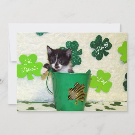 Foxi's St. Patrick's Day Cat / Kitten – フラットカード シーズンカード (正面)