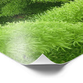 Foxtail Fern, Asparagus densiflorus myers フォトプリント (角)
