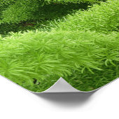 Foxtail Fern, Asparagus densiflorus myers ポスター (角)