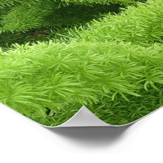 Foxtail Fern, Asparagus densiflorus myers ポスター (角)