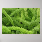 Foxtail Fern, Asparagus densiflorus myers ポスター (正面)