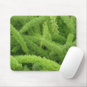Foxtail Fern, Asparagus densiflorus myers マウスパッド (マウス)