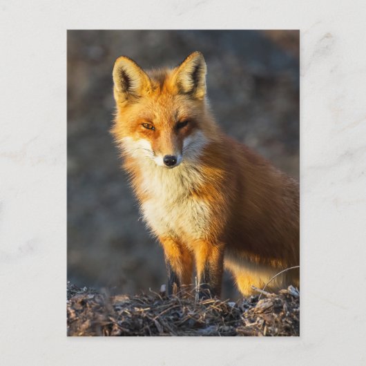 foxyの視線 ポストカード (正面)