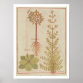Fr 12322 f.180v Plantain, marjoram and mandrake, f ポスター (正面)