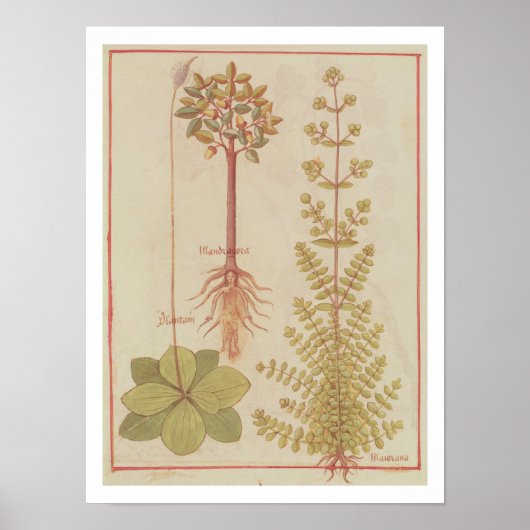 Fr 12322 f.180v Plantain, marjoram and mandrake, f ポスター (正面)