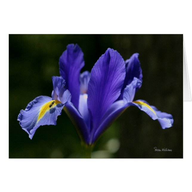 Frameableの芸術カード (正面横)