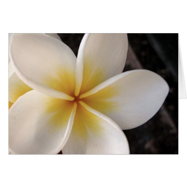 Frangipani (正面横)