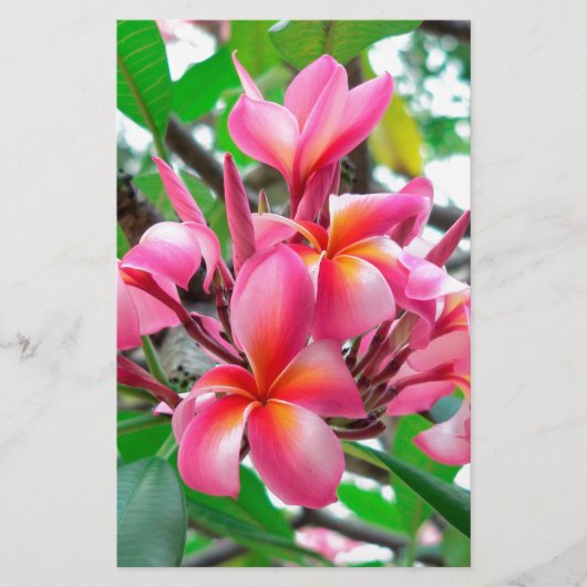 Frangipani (プルメリア)の花 便箋 (正面)