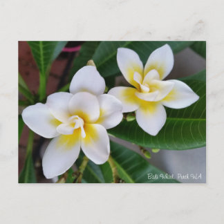 Frangipani Postcard - Bali Whirl ポストカード