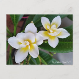 Frangipani Postcard - Bali Whirl ポストカード
