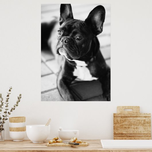 Französisch Bulldog ポスター (キッチン)