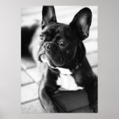 Französisch Bulldog ポスター (正面)