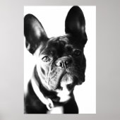 französische Bulldogg ポスター (正面)