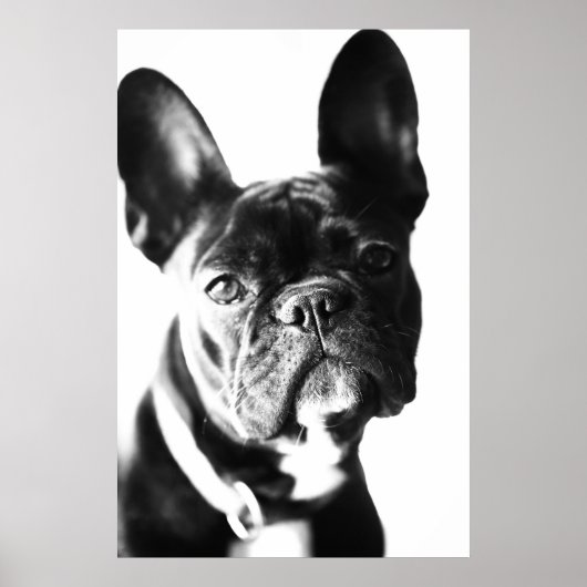 französische Bulldogg ポスター (正面)