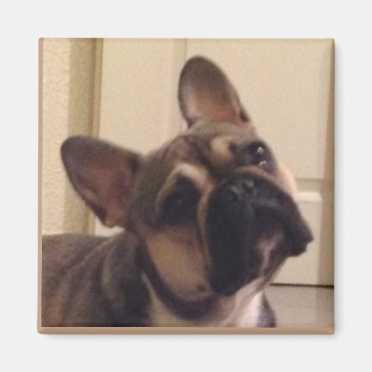 Französische Bulldogge マグネット (正面)