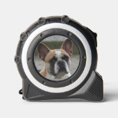 Französische Bulldogge  メジャー (正面)