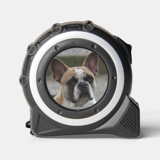 Französische Bulldogge  メジャー (正面)