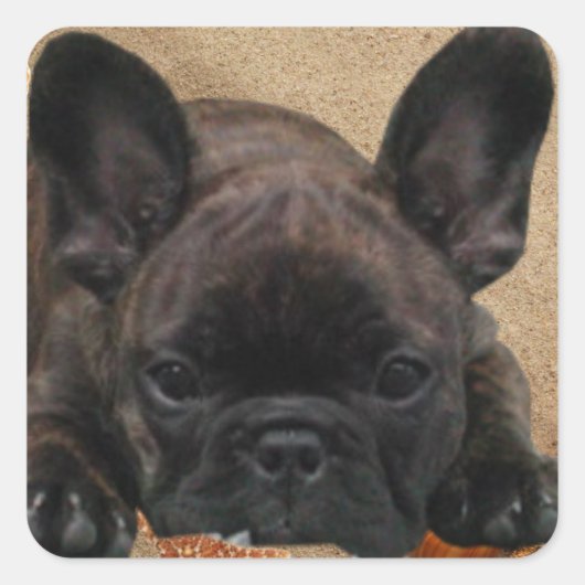 Französische Bulldogge am Strand French Bulldog スクエアシール (正面)
