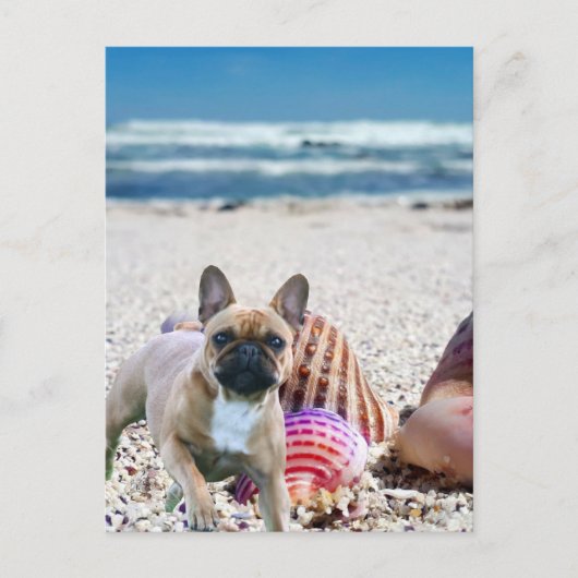 Französische Bulldogge am Strand  Postkarte ポストカード (正面)