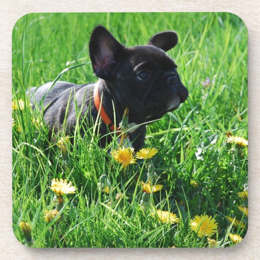 Französische Bulldogge auf Wiese French Bulldog コースター (正面)